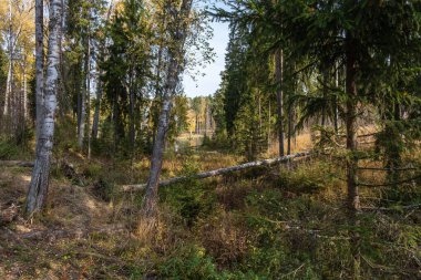 Bir sonbahar günü düşen kalın ağaç gövdeleri ile geçilemez yoğun bir orman..
