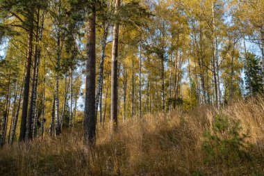 Orman sonbahar manzarası, uzun otlar ve sarı huş yapraklarıyla güneşli bir günde. 
