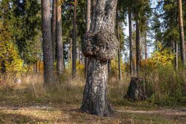 Güneşli bir günde sonbahar ormanında tuhaf bir şekilde büyüyen yaşlı bir huş ağacının gövdesi..