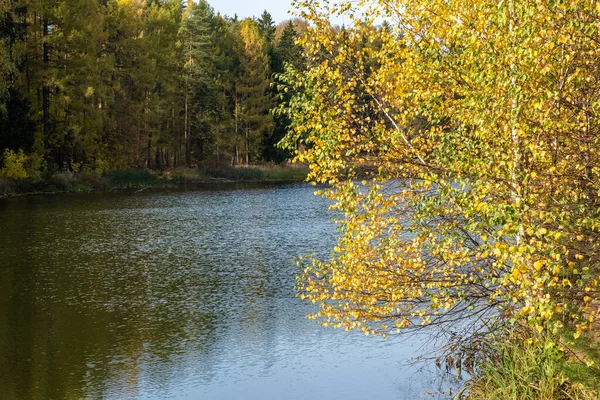 Bříza Větve Žlutými Listy Pozadí Modré Vody Slunečného Podzimního Dne — Stock fotografie