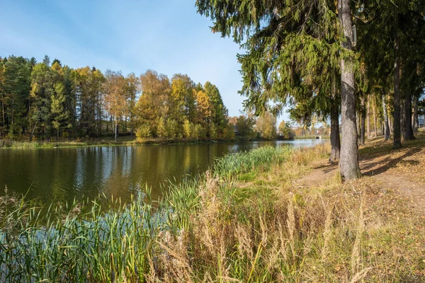 Autumn Landscape Yellow Birch Leaves Quiet Small River Sunny Day — Stock Photo, Image