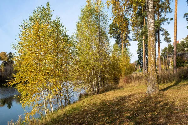 Podzimní Krajina Žlutými Listy Břízy Tichou Říčkou Slunečného Dne — Stock fotografie