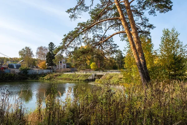 Slunečného Podzimního Dne Nad Řekou Naklání Dvě Vysoké Borovice Městě — Stock fotografie