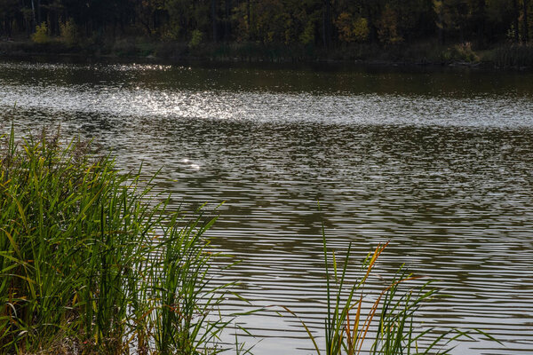 Bright silver highlights on the river surface and tall yellowing grass in the foreground on a Sunny autumn day. 