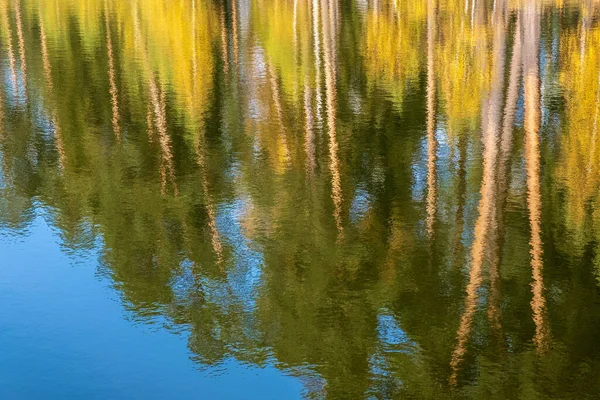 Beautiful Abstract Background Tall Tree Trunks Reflected Water — Stock Photo, Image