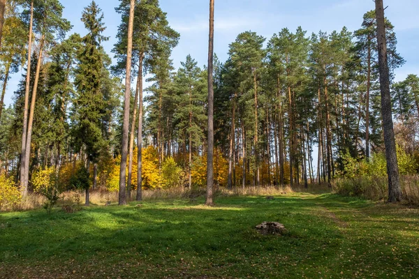 Grüne Waldlichtung Umgeben Von Hohen Kiefern Und Gelbblättrigen Büschen Einem — Stockfoto