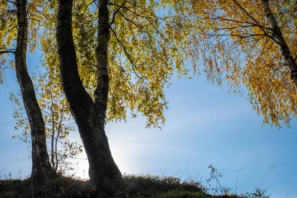 Vidoeiros Borda Penhasco Íngreme Nos Raios Duros Sol Dia Outono — Fotografia de Stock