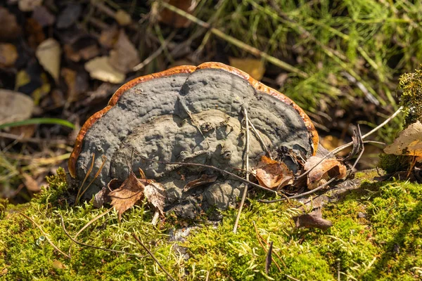 Heldere Grote Paddestoel Een Berkenstam Tegen Een Achtergrond Van Groen — Stockfoto