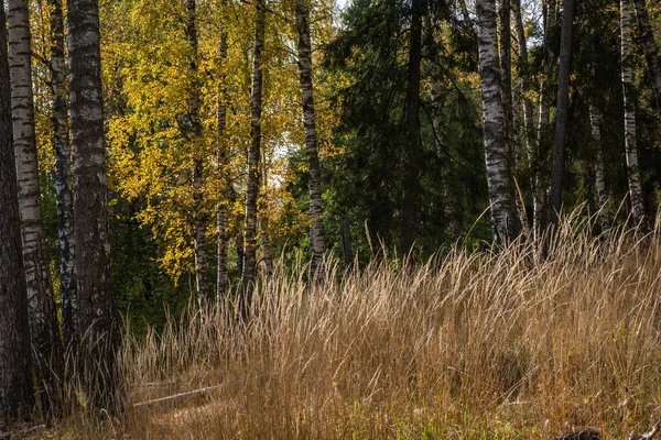 Dry Tall Grass Dark Forest Background Bright Yellow Birch Leaves Stock Image