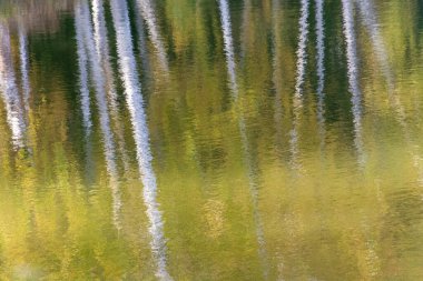 Güneşli bir sonbahar gününde ağaç gövdelerinin soyut arkaplanı nehir yüzeyinde bulanıklaştı.