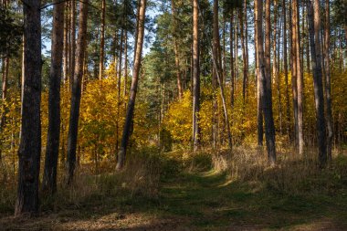 Güneşli bir sonbahar gününde, çam ağaçlarının uzun gövdeleri arasında parlak sarı yapraklar..
