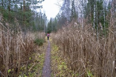 Dar bir yolda, bulutlu bir sonbahar gününde, yüksek kurumuş çimenlerin arasında turistler.. 