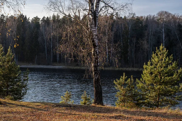 Satu Birch Dengan Daun Kuning Kecil Antara Pinus Muda Latar — Stok Foto