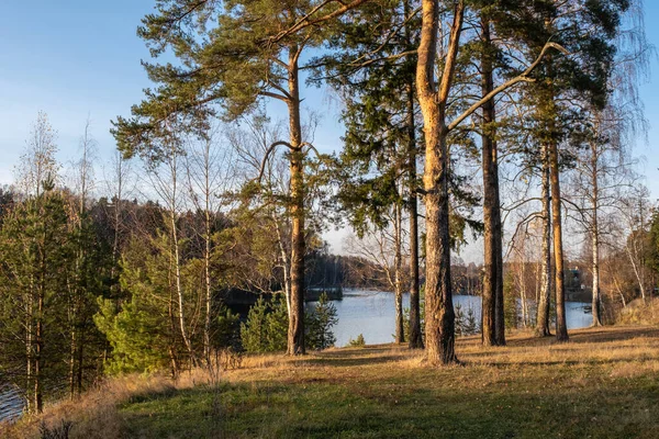 Vysoké Borovice Břehu Řeky Proti Modré Obloze Podzimním Slunci — Stock fotografie