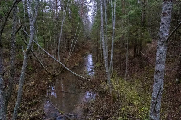 A small forest river among dense thickets of dense forest on a cloudy autumn day.