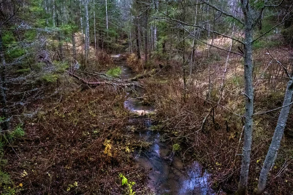 Malá Lesní Řeka Mezi Hustými Houštinami Hustého Lesa Zamračeného Podzimního — Stock fotografie