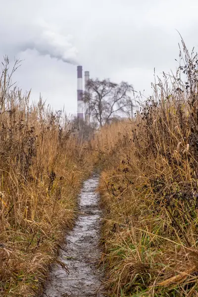 Étroit Sentier Humide Parmi Les Hautes Herbes Jaunes Sèches Par — Photo