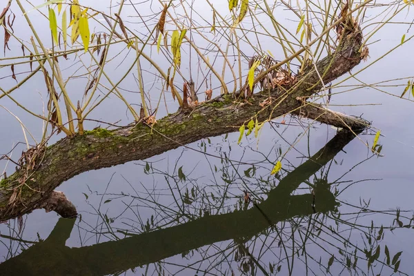 새싹이 나무의 줄기는 가을에 강가의 — 스톡 사진