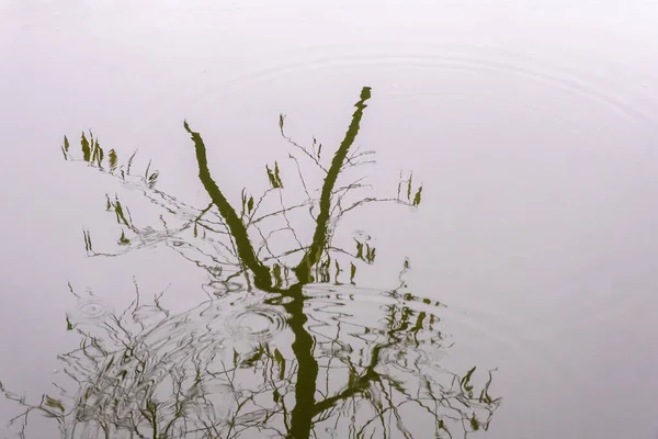 Reflejo Ramas Árboles Sin Hojas Tranquilo Agua Del Río Día —  Fotos de Stock