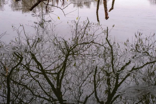 물에서 나뭇잎이 나뭇가지를 감상하는 — 스톡 사진