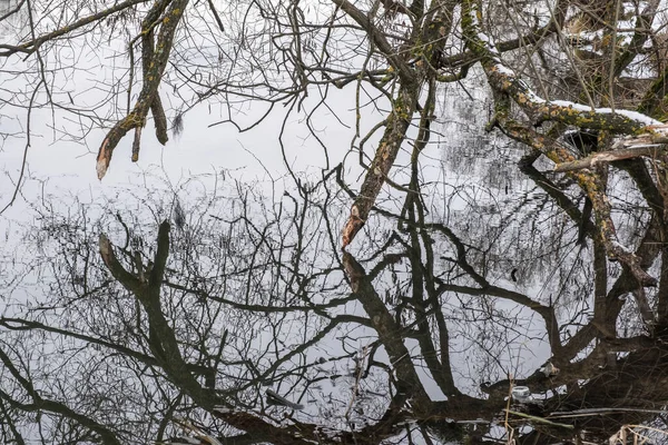 자갈밭의 나뭇가지와 가을철에 물에서 반사되는 나무들 — 스톡 사진