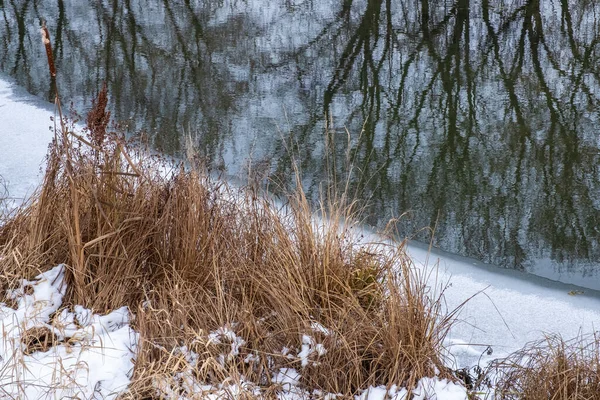 Suchá Vysoká Tráva Břehu Řeky Pokryté Sněhem Ledem Odraz Stromů — Stock fotografie