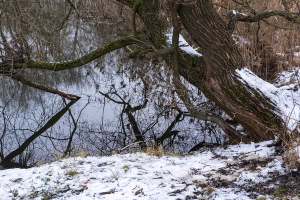 Starý Hustý Strom Břehu Řeky Pokrytý Prvním Sněhem Podzimním Dni — Stock fotografie