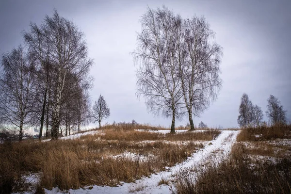 Landschap Met Berkenbomen Zonder Bladeren Een Weg Bedekt Met Sneeuw — Stockfoto