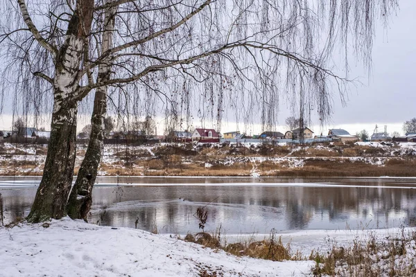 Een Drijvende Kudde Eenden Een Vertakkende Berk Zonder Bladeren Oever — Stockfoto