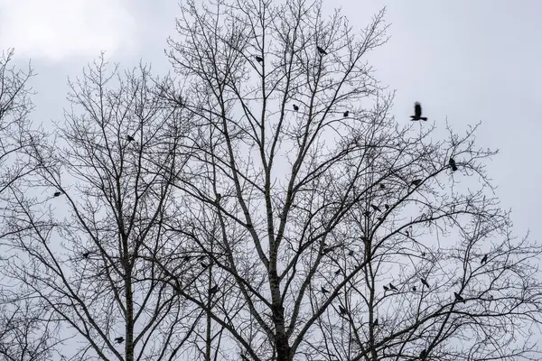 Grande Gregge Corvi Sui Rami Alberi Alti Contro Cielo Nuvoloso — Foto Stock