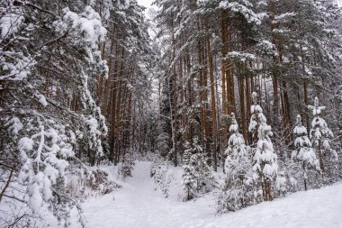Bulutlu bir günde, kış ormanında turuncu şortuyla kaplı uzun çam ağaçları..