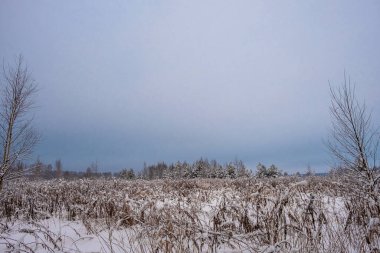 Yüksek kuru turuncu çimenler karla kaplı ve bulutlu bir günde mavi bulutlu gökyüzü.