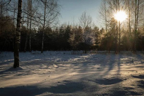 Baixo Sol Inverno Sobre Uma Floresta Mista Neve Texturizada Sol — Fotografia de Stock