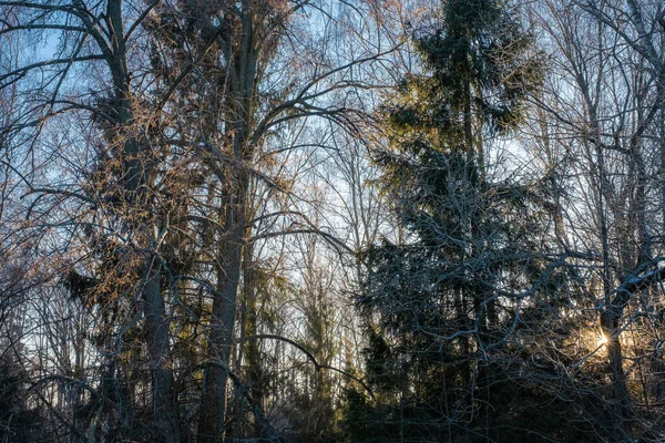 Los Rayos Del Sol Atraviesan Espesura Del Bosque Invernal Iluminando — Foto de Stock