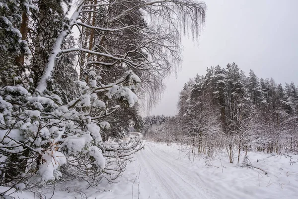 Een Smalle Bosweg Een Winterbos Bedekt Met Sneeuw Een Bewolkte — Stockfoto