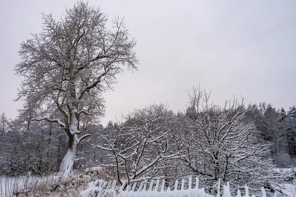 Wysoki Rozgałęziający Drzewo Nakryty Śniegiem Przeciw Równinie Szare Niebo Pochmurny — Zdjęcie stockowe