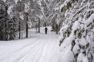 İskandinav sopalı bir kadın soğuk bir günde Rusya 'da karla kaplı bir orman yolunda yürüyor..
