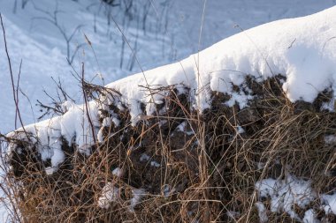 Geçen yılki çimenlerin ve beyaz karın arka planında yakın plan çekimleri yapıldı..