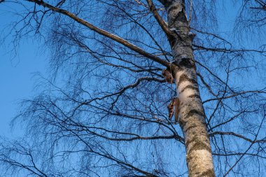 Mavi bulutsuz gökyüzüne karşı huş dallarına atılmış ayakkabılar. 