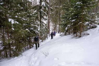 Soğuk ve bulutlu bir günde Rusya 'da, kış ormanlarında bir grup turist.