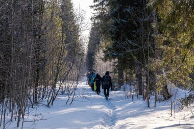 Güneşli bir günde, kar ormanlarında bir grup turist, Rusya. 