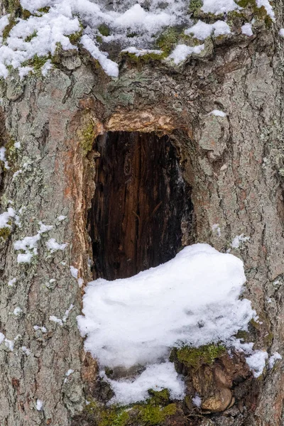Eine Große Mulde Einem Dicken Baumstamm Bedeckt Mit Weißem Schnee — Stockfoto