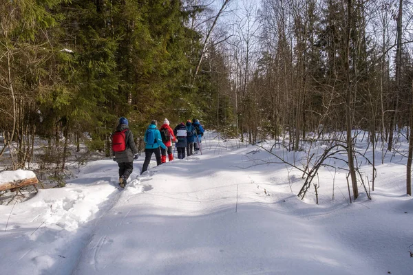 Group of tourists in a winter snow forest on a sunny day, Russia.