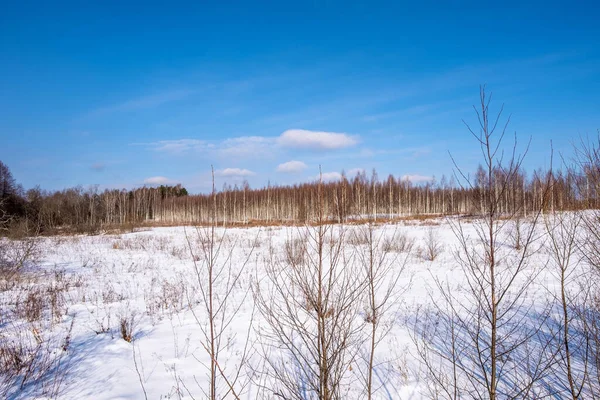 Birch Grove Dia Ensolarado Inverno Com Céu Azul Nuvens Luz — Fotografia de Stock