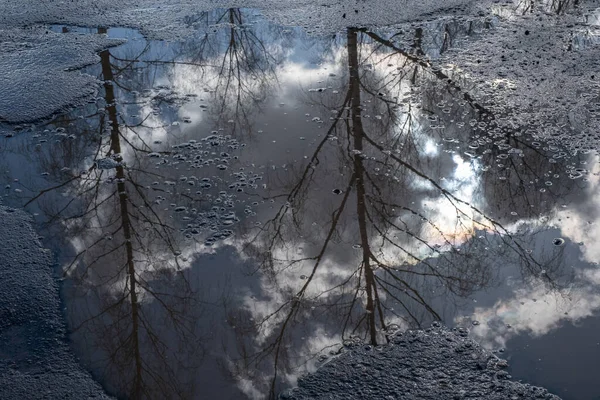 아스팔트 웅덩이에 잎사귀 나무를 추상적 — 스톡 사진