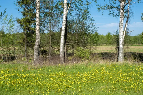 Žluté Pampeliškové Květy Bílé Břízy Pozadí Zeleného Lesa Rusko — Stock fotografie