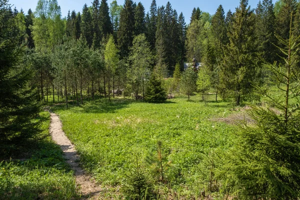 Primavera Sagrada Santo Irinarca Recluse Distrito Borisoglebsky Região Yaroslavl Dia — Fotografia de Stock