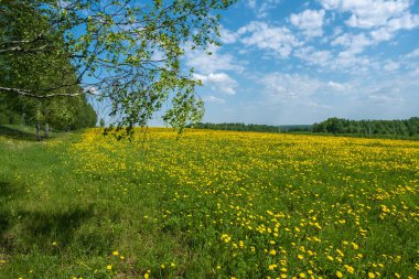 Beyaz saplı huş ağacı ve güneşli bir günde Rusya 'da sarı karahindiba dolu büyük bir tarla.. 
