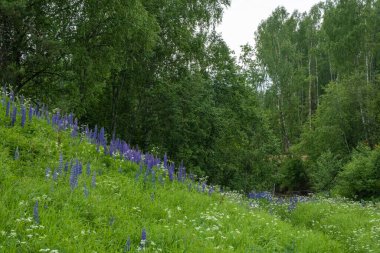 Uzun ve mor lupin çiçekleri dik bir yamaçta çimlerin ve ağaçların yeşil arka planında bir yaz günü. 