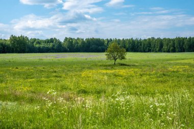 Büyük bir tarlada yalnız bir ağaç, sarı, mor ve beyaz çiçekler, Rusya.